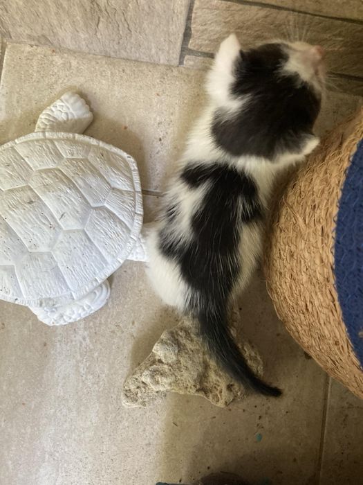 Подаряваме котенца