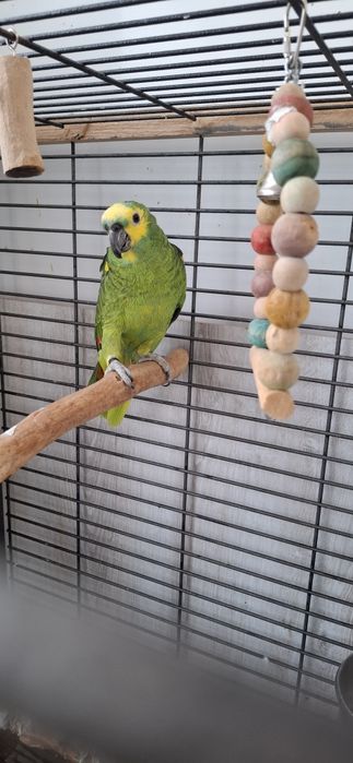 Папагал Синьочела амазона мъжка