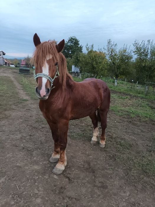 Vând mânz de 1 an și 8 luni
