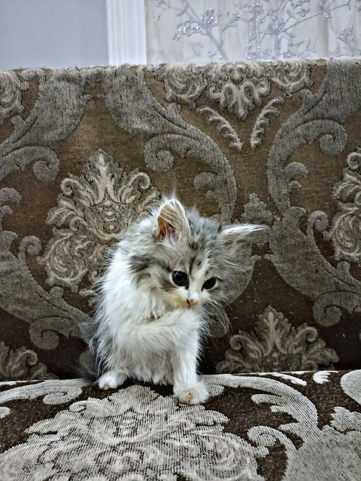 Персиковый парода кот