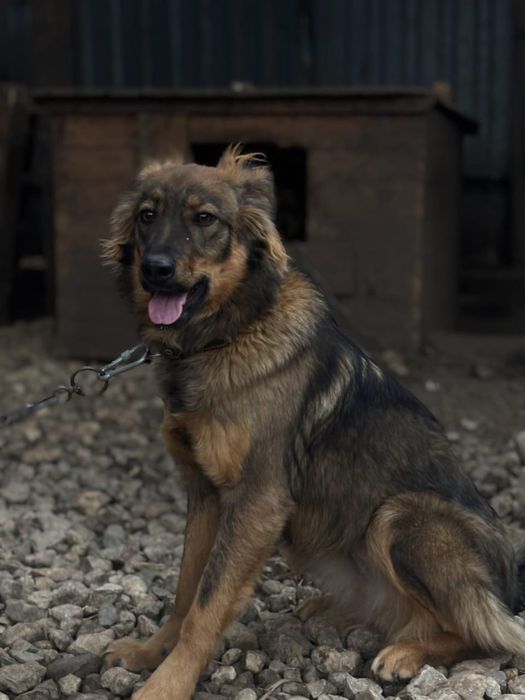 Девочка- в добрые руки!