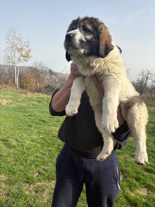Pui Ciobănesc de Bucovina cu pedigree tip A