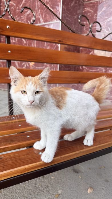 Котенок очень ласковый
