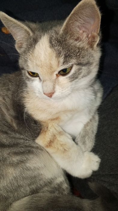 Отдам, только в добрые руки