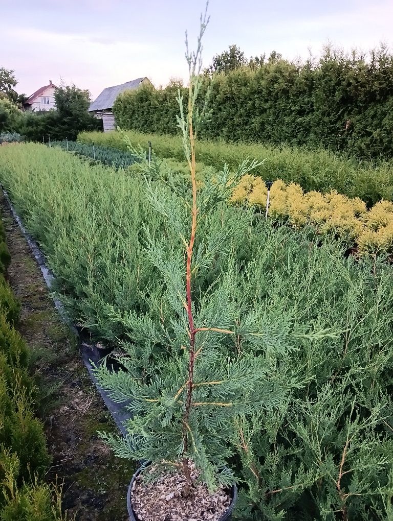 Chiparos Leylandii (gard viu)