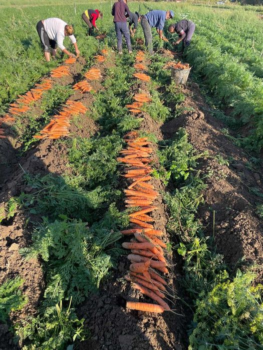 Vand Morcovi - Producator