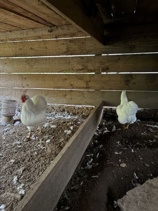 Vand wyandotte pitic alb