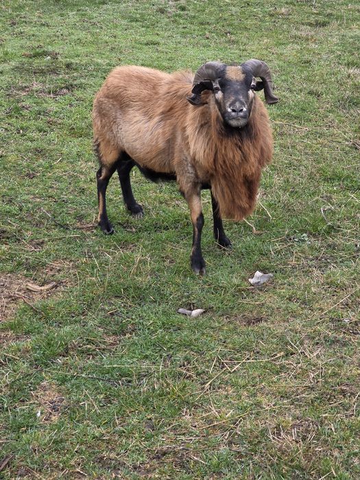 Vand berbec de Camerun