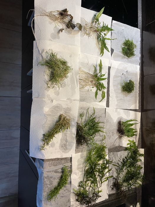 Plante acvariu - Low tech, moss, raritati, fara CO2, etc.
