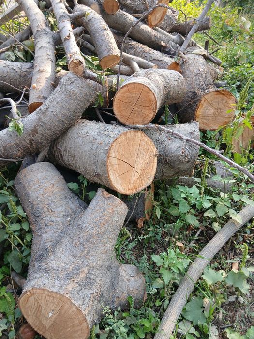 Утинлар бор киргилида