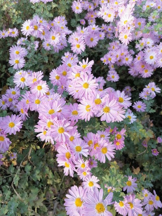 Хризантема кустовая ромашка розовая корейская