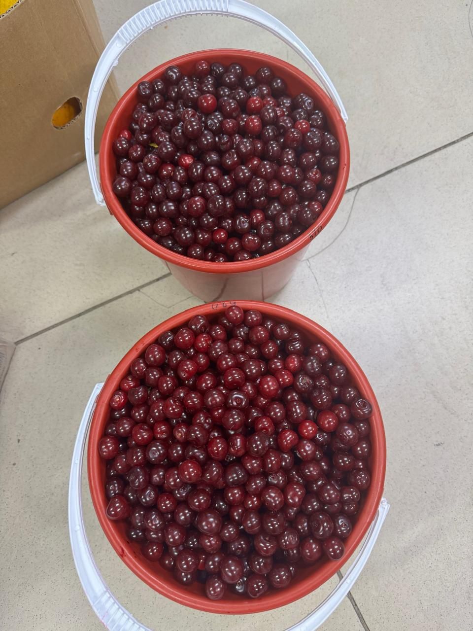 Продам вишню, 5 л недорого