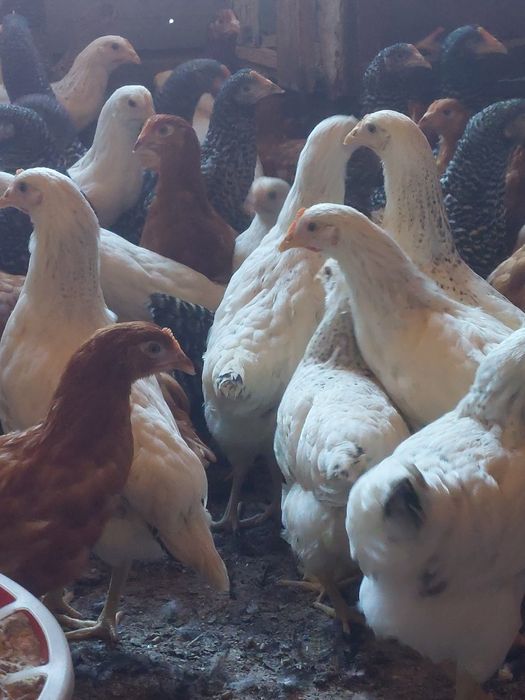 Curcani de carne și puicute de oua