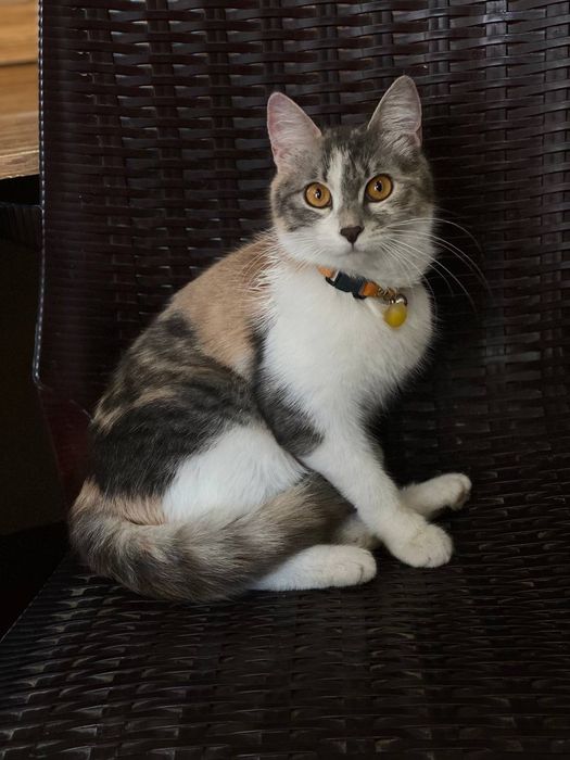 Hadiya. Отдам в добрые руки