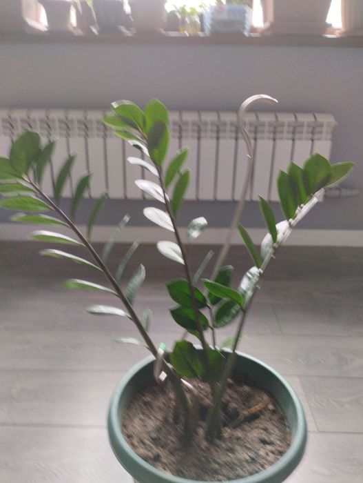 Долларовое дерево. 2 года