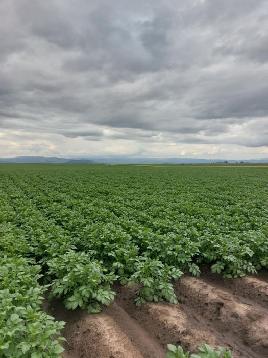 Vand cartofi de samanta