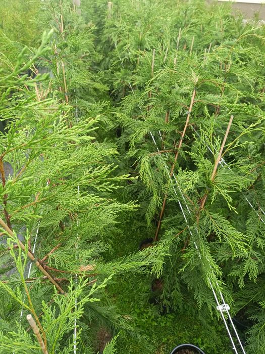 Tuia smarald , Leylandii, Globulari, Laur Englezesc