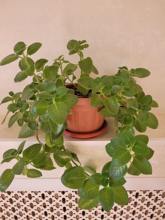 Продам комнатные растений