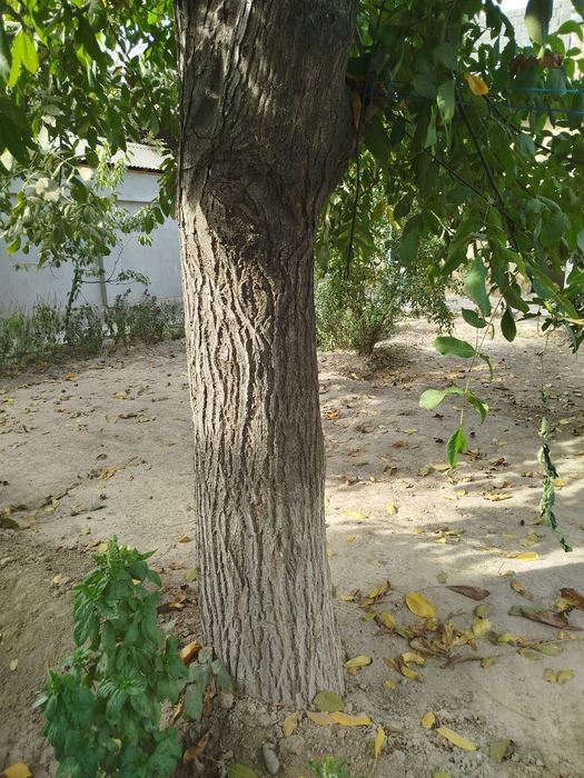 Ёнғоқ дарахти сотилади