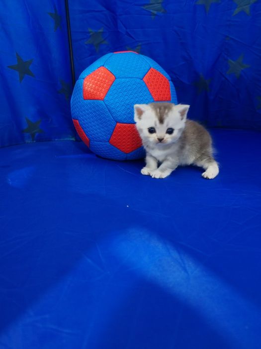 В ПРОДАЖЕ: Чистокровные Шотландские Котята!