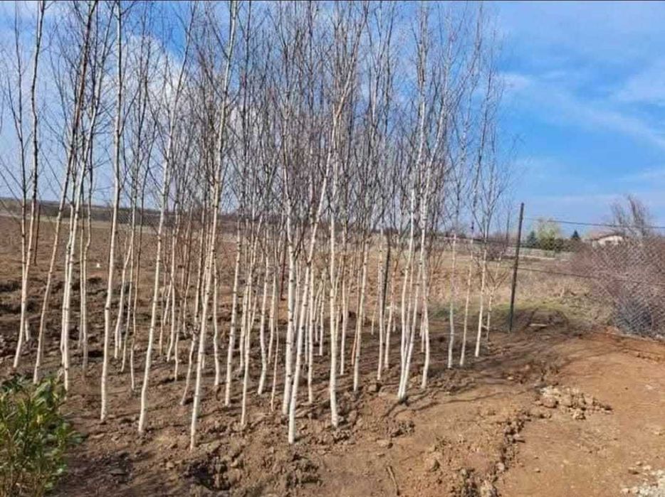 Plante Foioase: Tei, Arțar, Carpen | Plată la Livrare