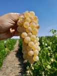 Vindem struguri  de vin