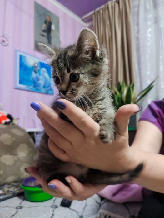 Отдам котёнка девочку