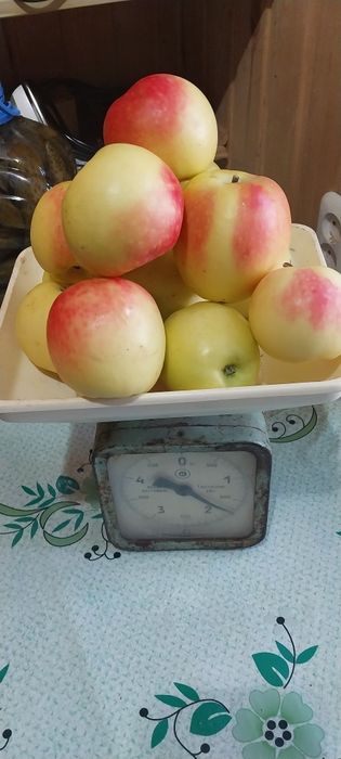 Яблоки сорта Северный Сенап