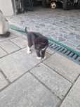 Donez 4 pisicute extrem de simpatice