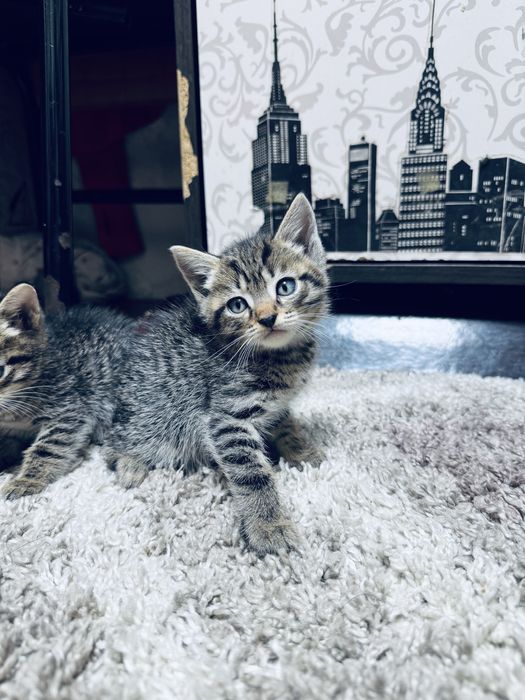 кошки на половину поодистые