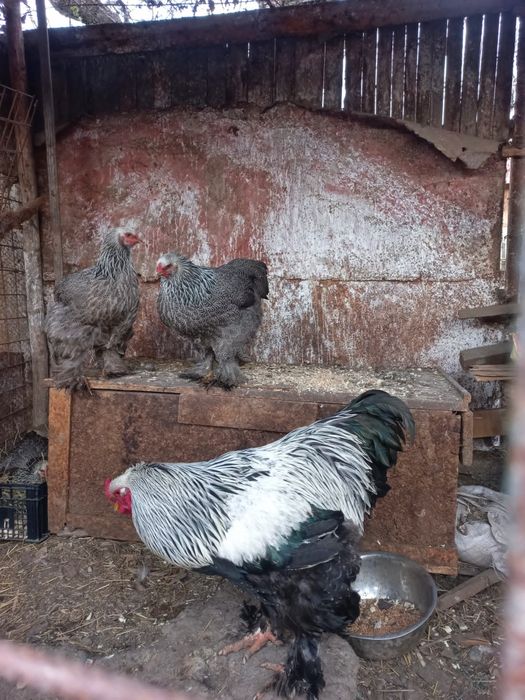 Oua pt incubat Brahma Herminat inchis