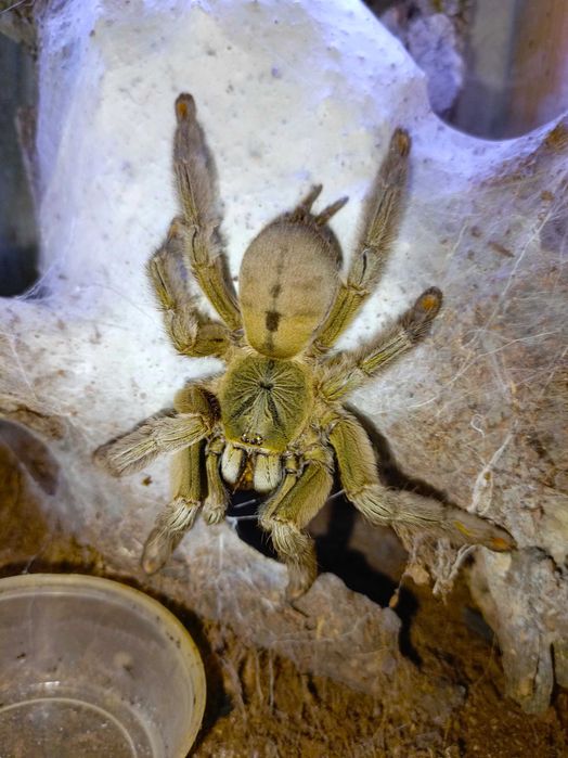 Psalmopoeus cambridgei \ Паук-птицеед (Самка)