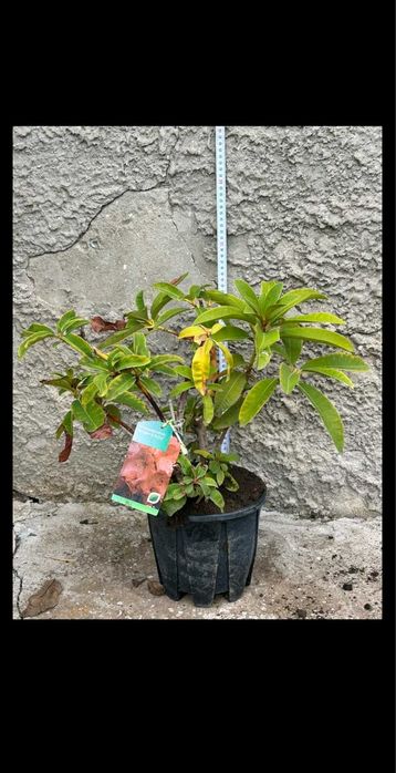 Разнообразие от цветя