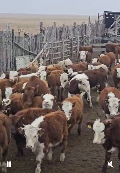 Продам Телки оптом