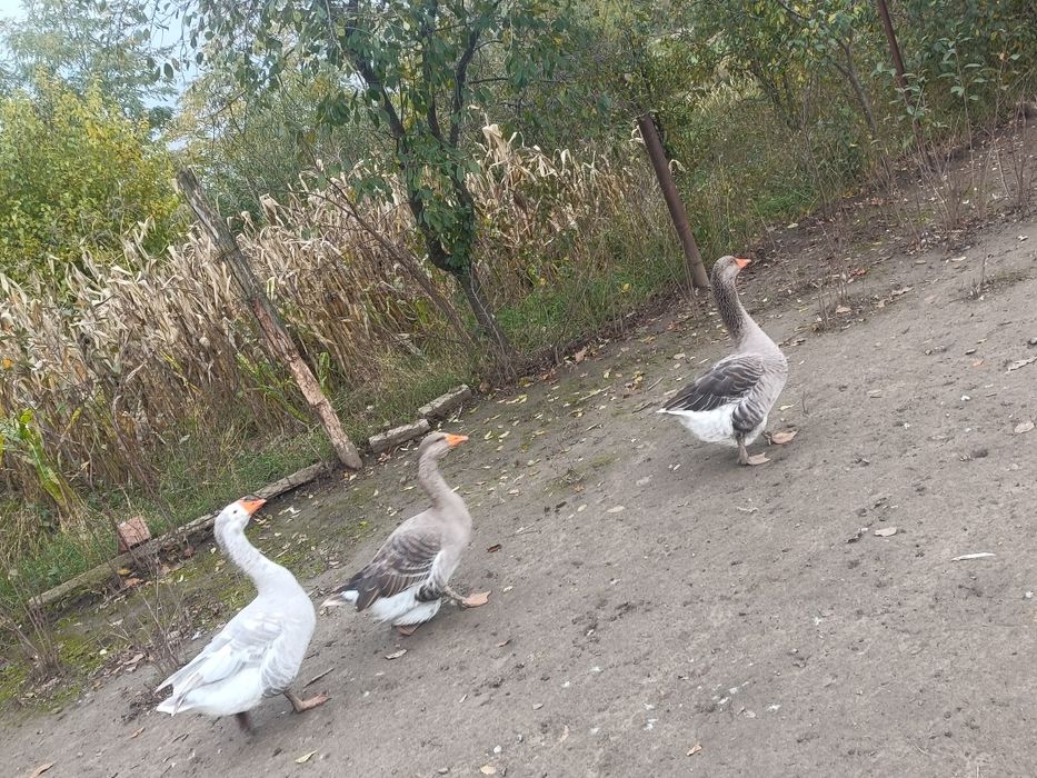 Gâște  de vânzare
