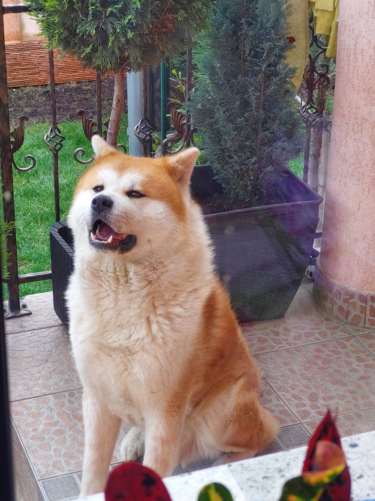 Akita Inu japonez