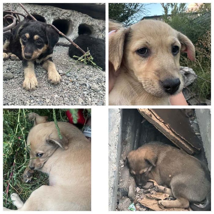 Щенкам срочно нужен дом!