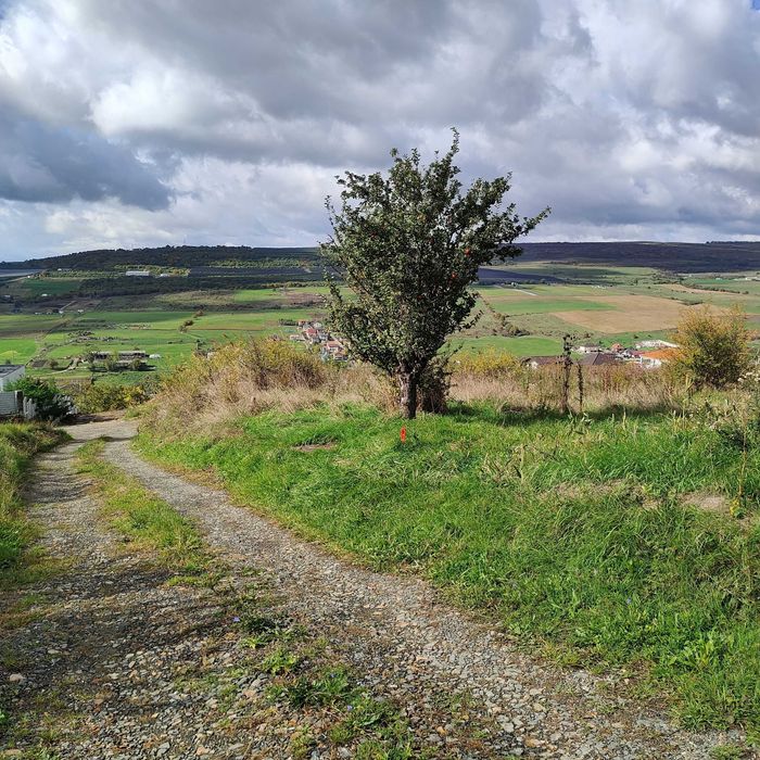Teren vanzare in Iris, Valea Chintaului, strada Pomet