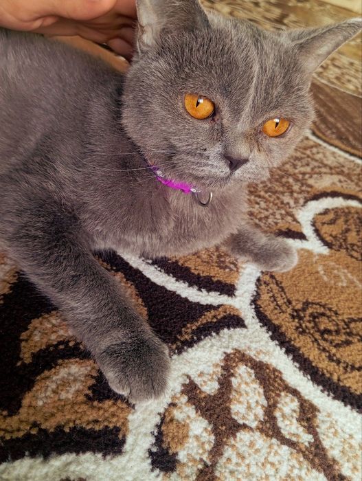 Mushuk zoti tozza aqlli