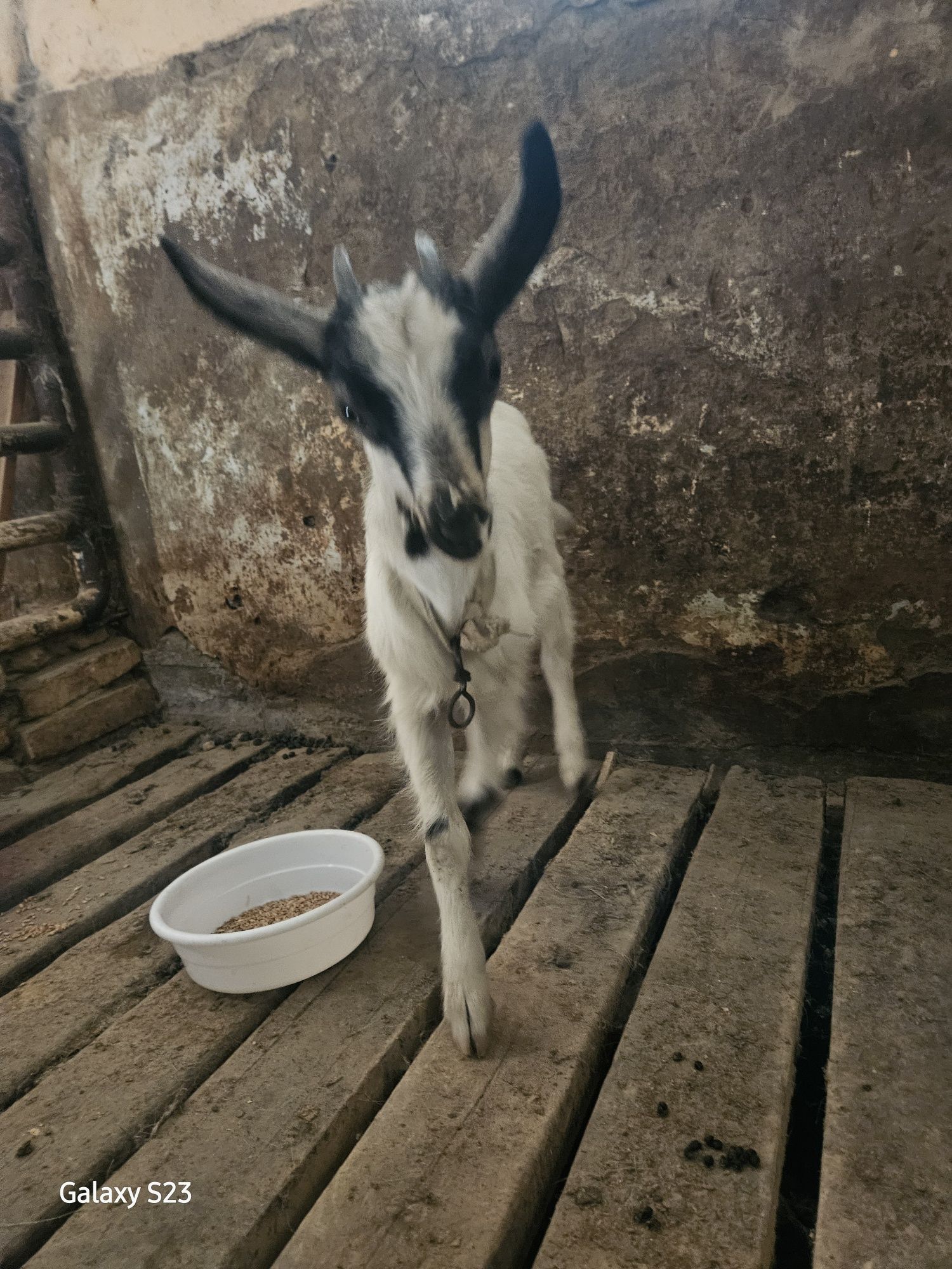 Srochna echki bolasi sotiladi urgochi