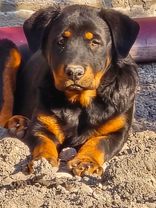 Продам щенка Ратвейлера девочку 3.5 месеца