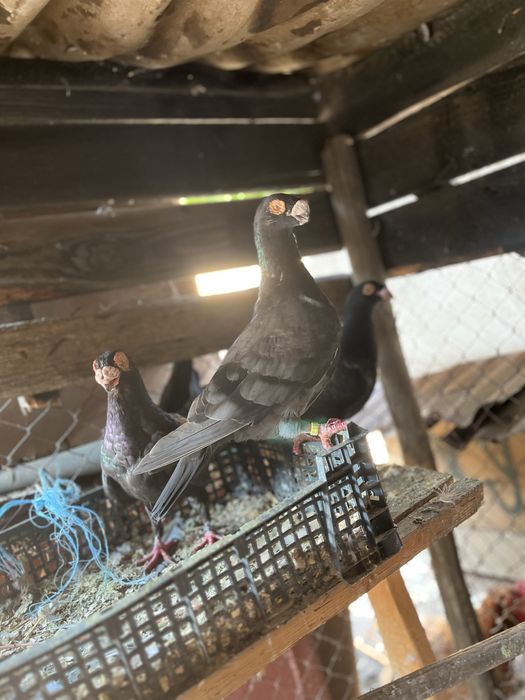Vand porumbei voiajori belgieni