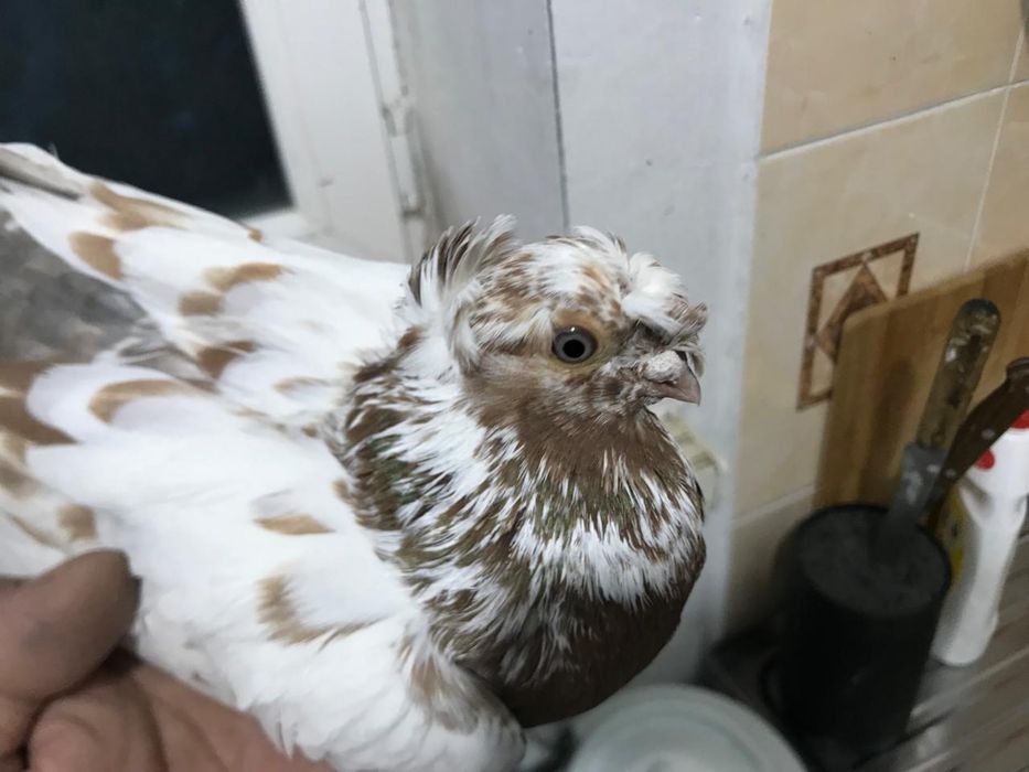 Голуби лётные продам