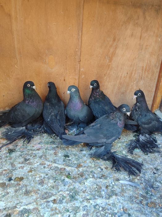 Продам голубей молодежь 2025