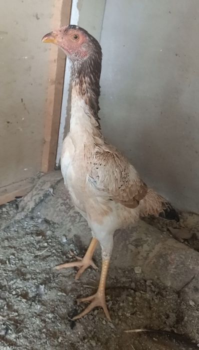 Апрелски жужа товук тоза  йул калтели зотладан