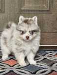 Pomeranian fetita cu pedigree și pașaport