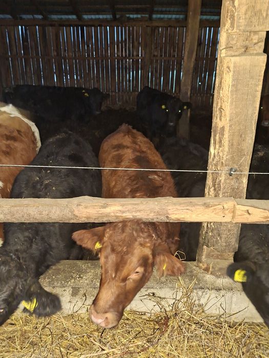 Vând 12 vitele  angus