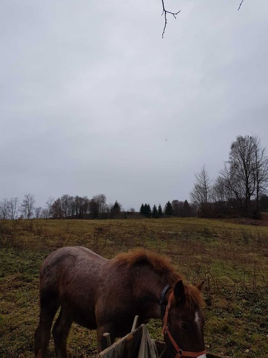 Vand manz de 8 luni. Pret:7000 Ron negociabil.