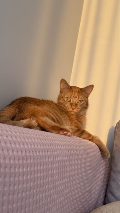 Отдам кота в добрые руки