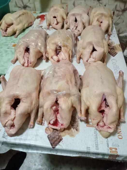 Продам мясо гусей халяль